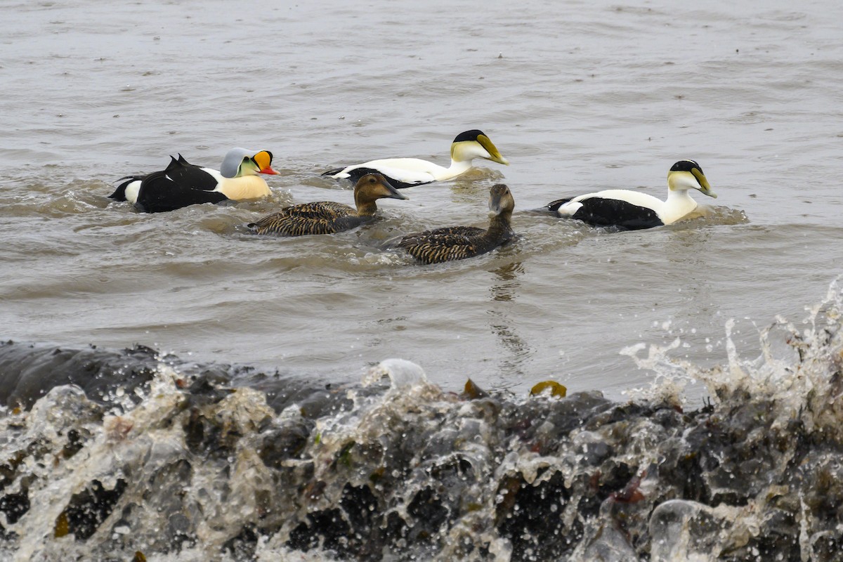King Eider - ML636897325