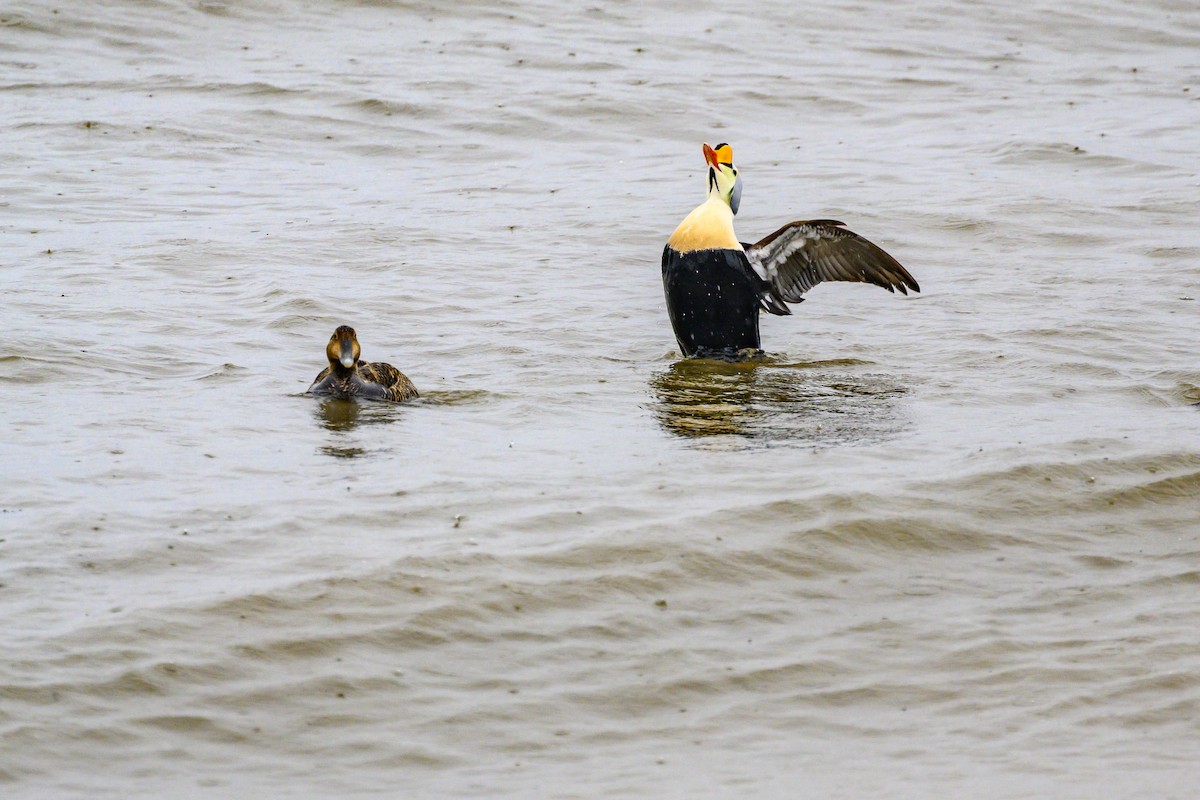 King Eider - ML636897326