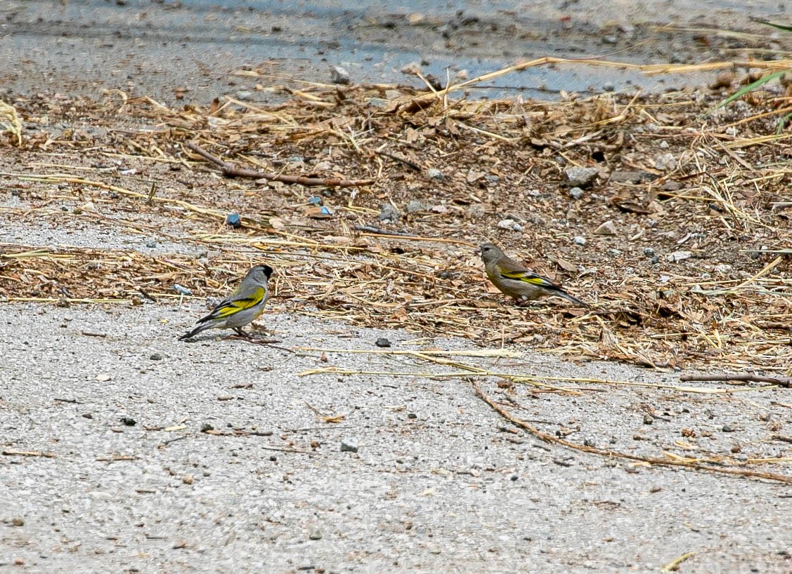 Lawrence's Goldfinch - ML636897425