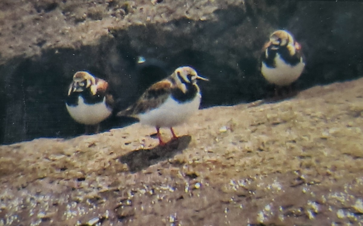 Ruddy Turnstone - ML636897701