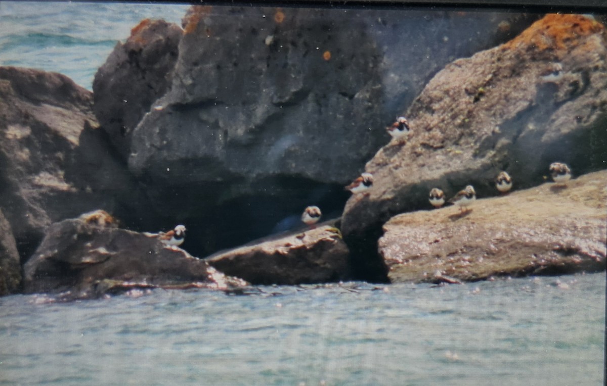 Ruddy Turnstone - ML636897724