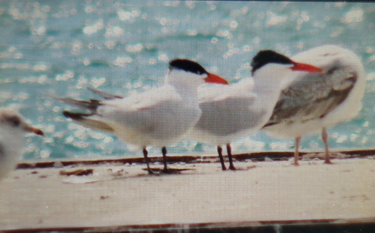 Caspian Tern - ML636897745