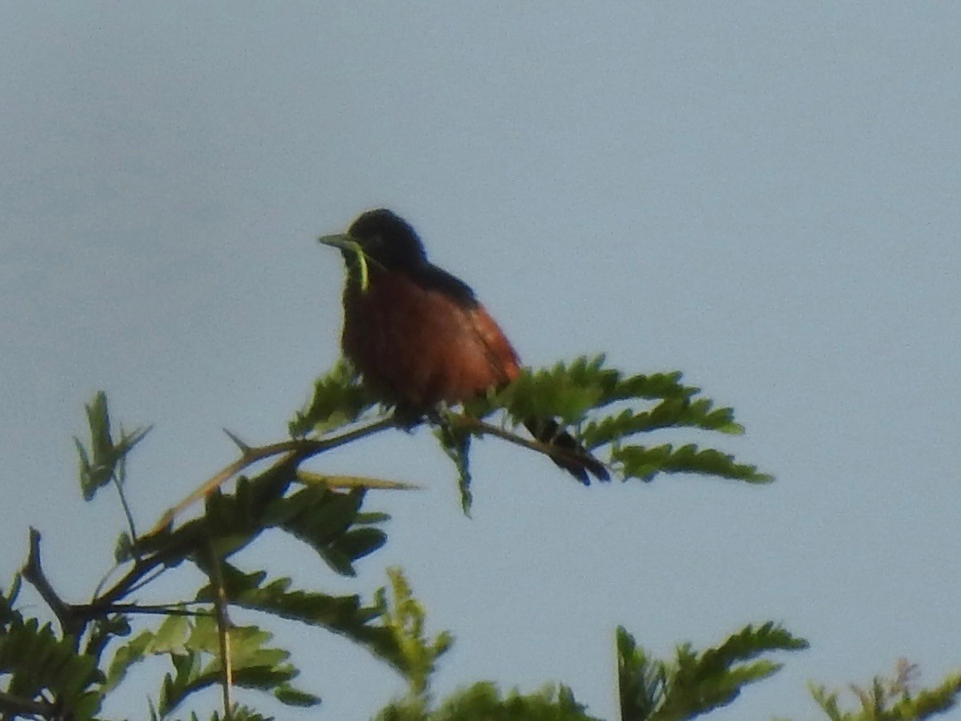 Orchard Oriole - ML636897785