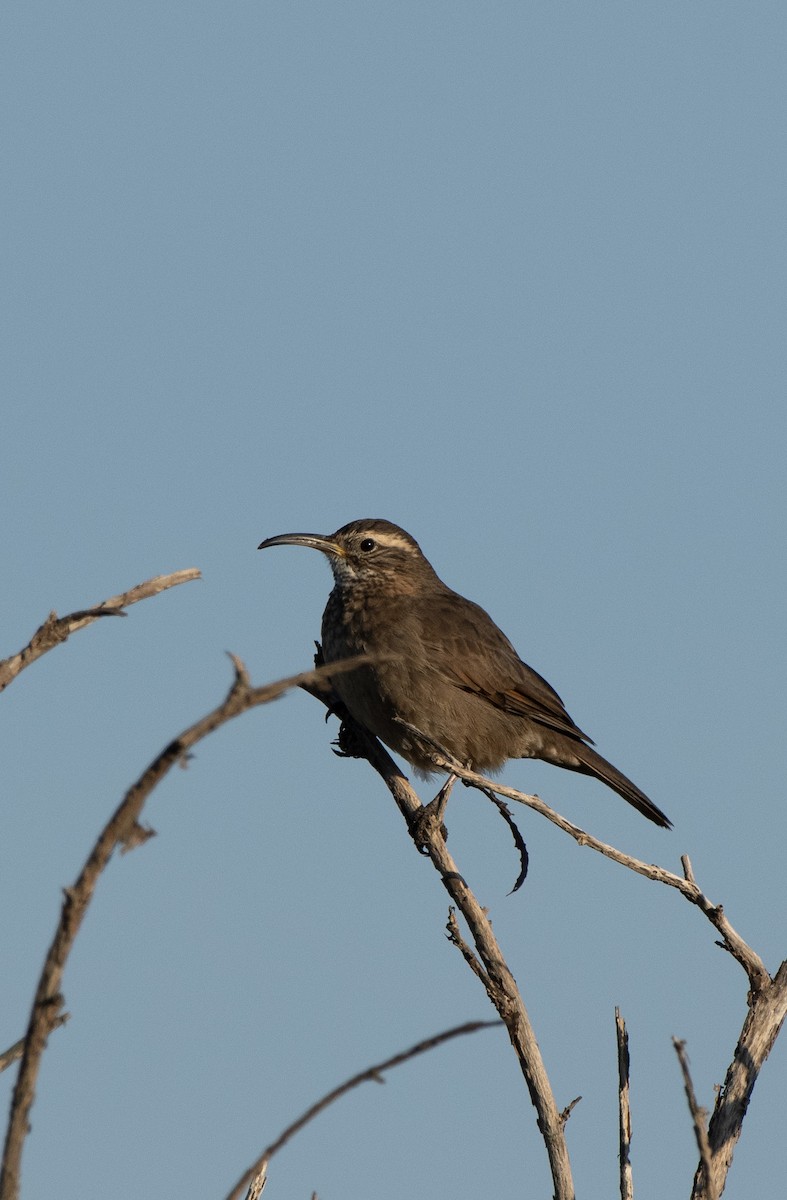 Patagonian Forest Earthcreeper - ML636897853