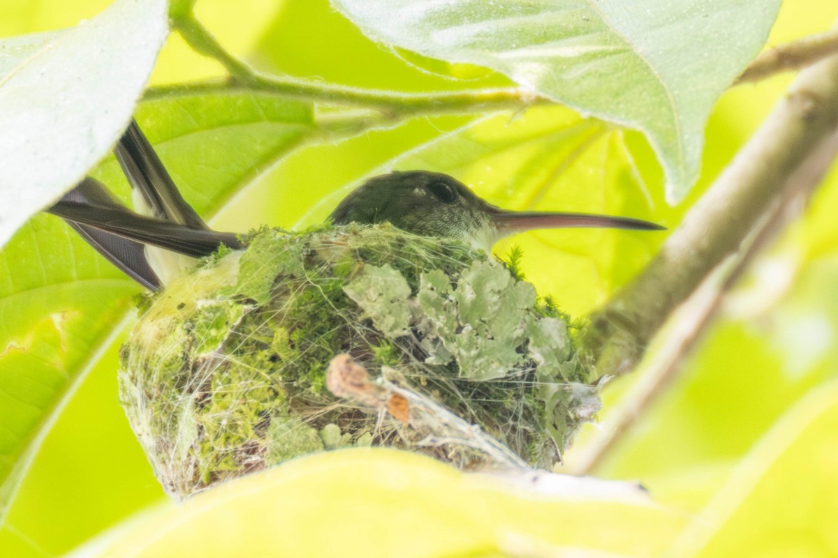 White-bellied Emerald - ML636897854