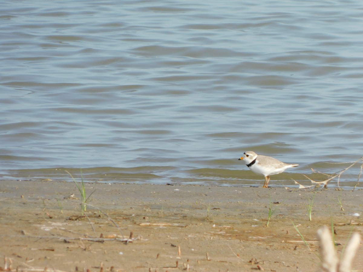 Piping Plover - ML636897949