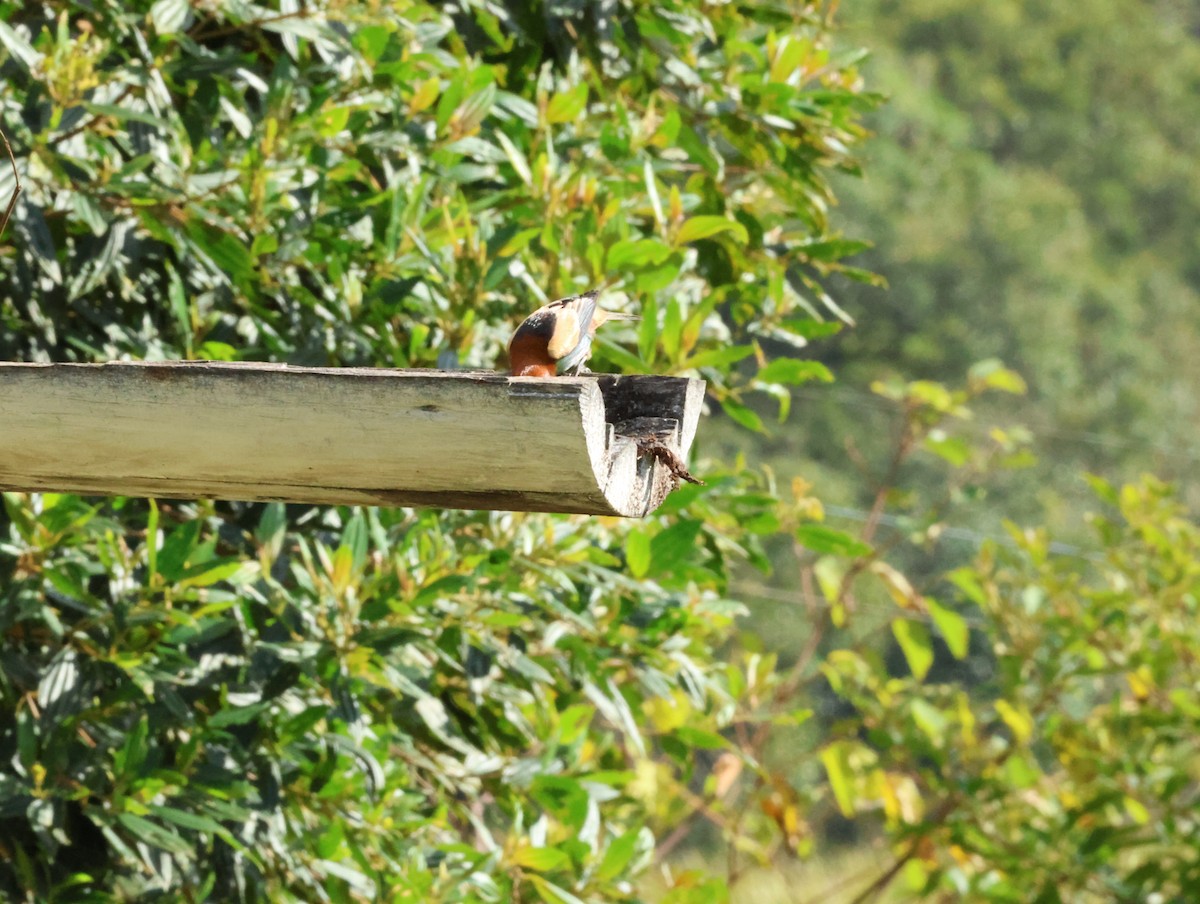 Black-backed Tanager - ML636897977