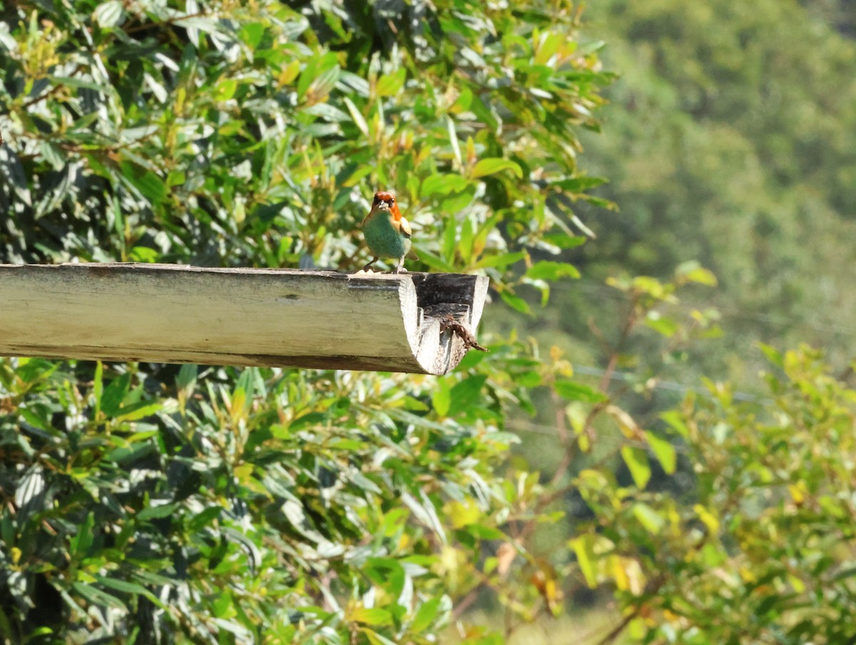 Black-backed Tanager - ML636897978