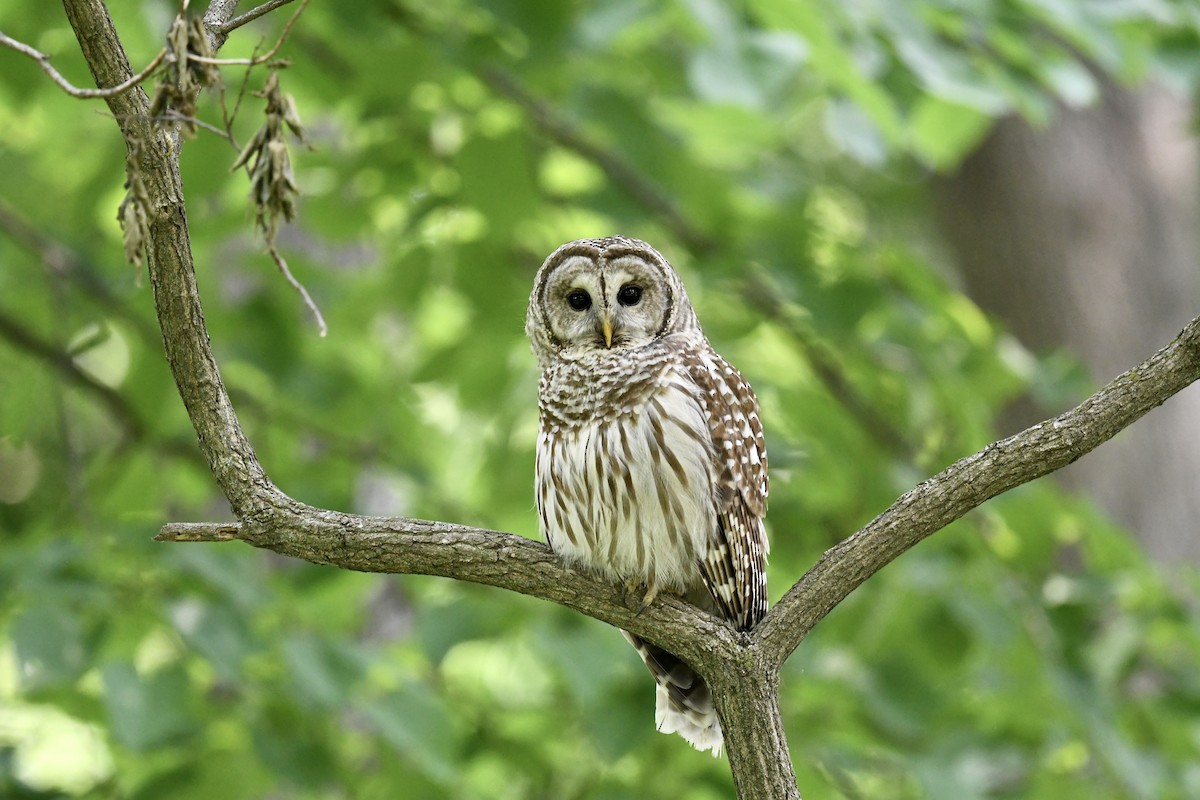 アメリカフクロウ - ML636898129