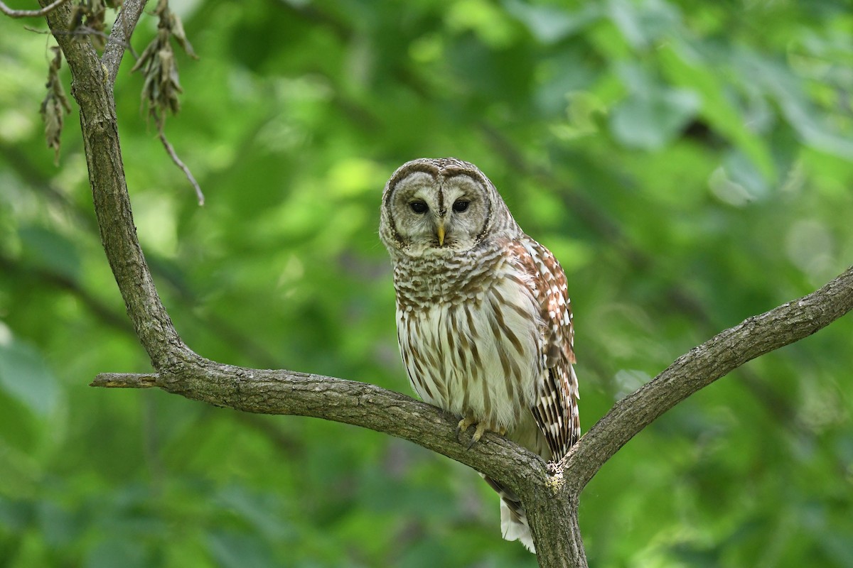 アメリカフクロウ - ML636898132