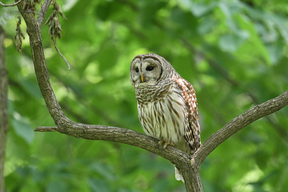 アメリカフクロウ - ML636898134