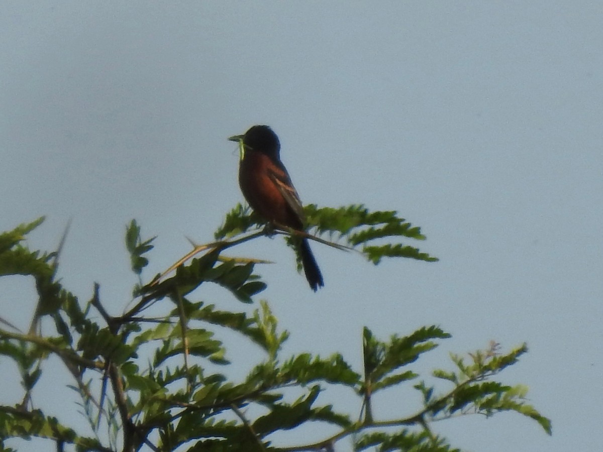 Orchard Oriole - ML636898162