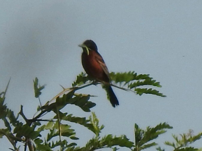 Orchard Oriole - ML636898163