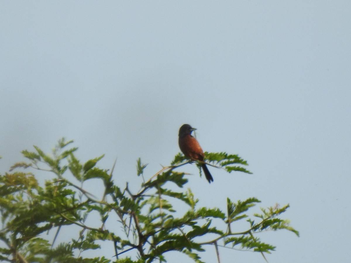 Orchard Oriole - ML636898164