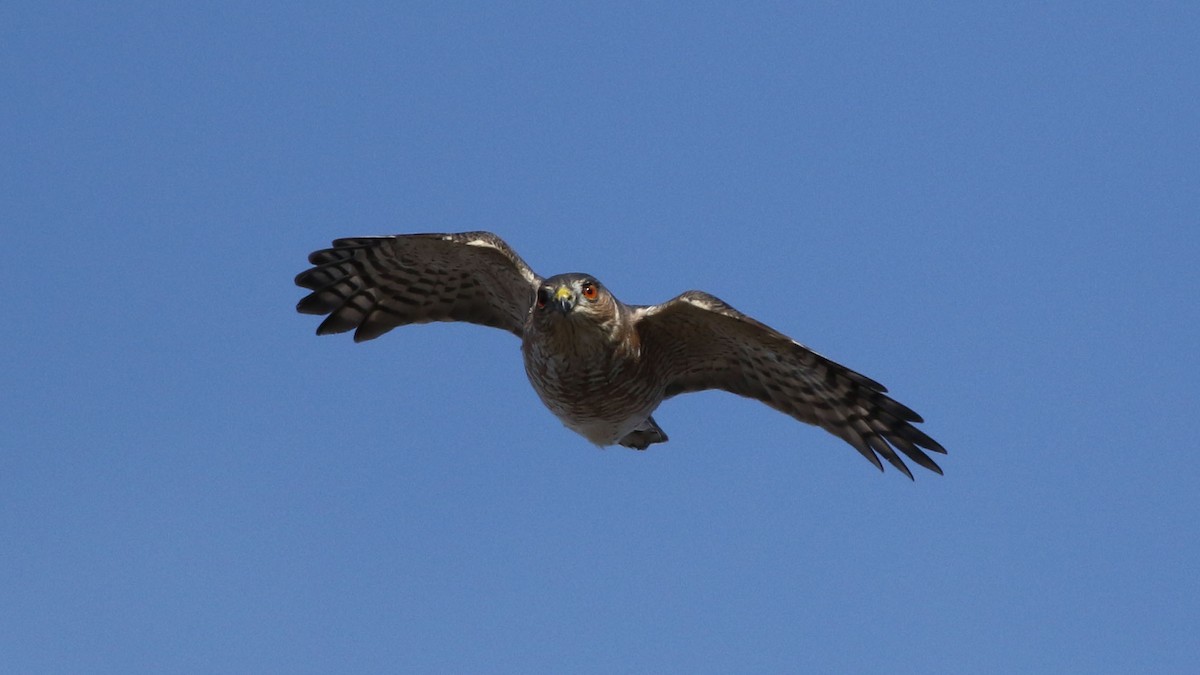 Sharp-shinned Hawk - ML636898213