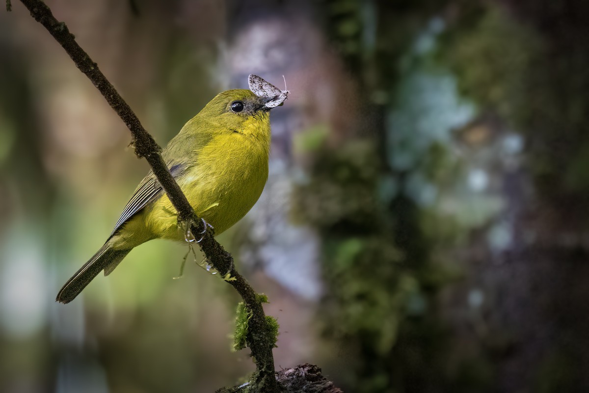 Bornean Whistler - ML636898222