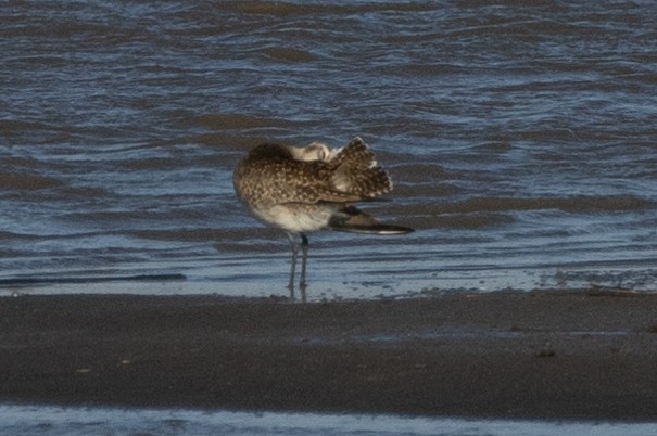 Urre-txirri amerikarra - ML636898535