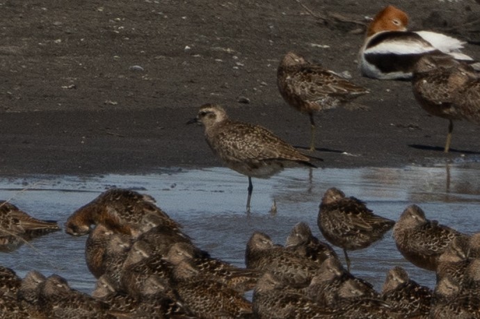 Urre-txirri amerikarra - ML636898536