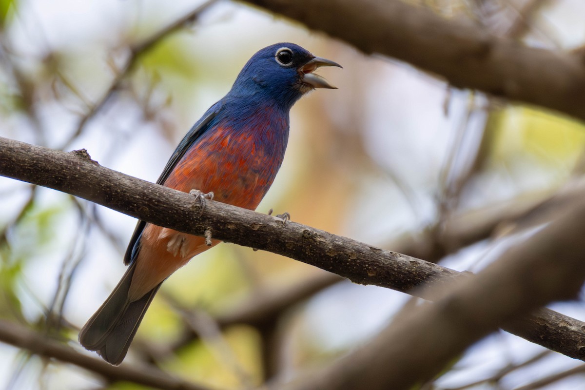 Rose-bellied Bunting - ML636898642