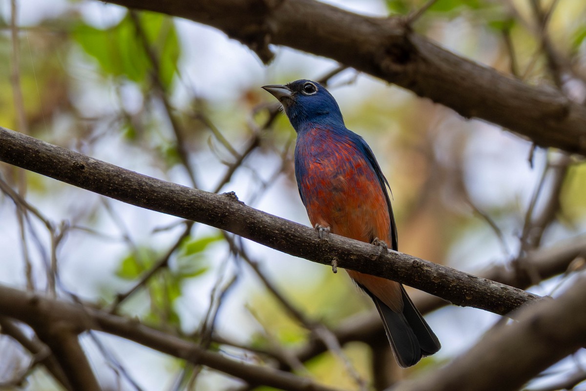Rose-bellied Bunting - ML636898649