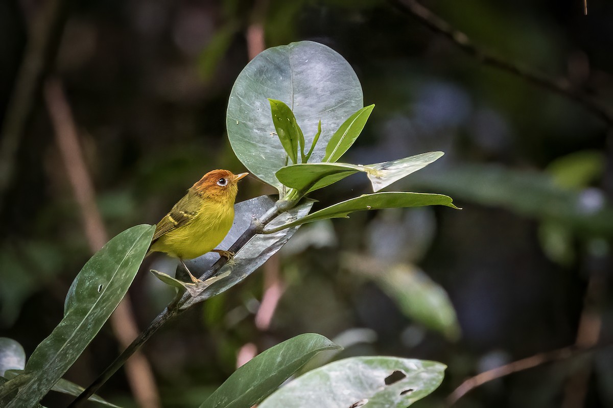Yellow-breasted Warbler - ML636898655