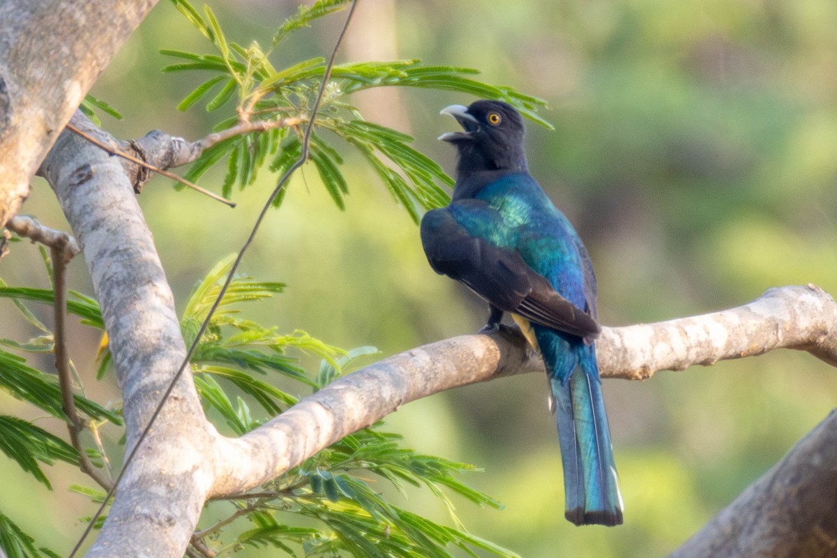 Citreoline Trogon - ML636898695