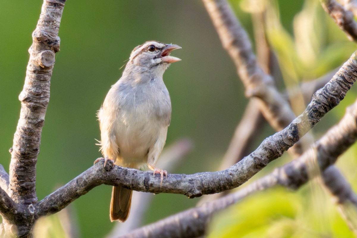 Cinnamon-tailed Sparrow - ML636898709