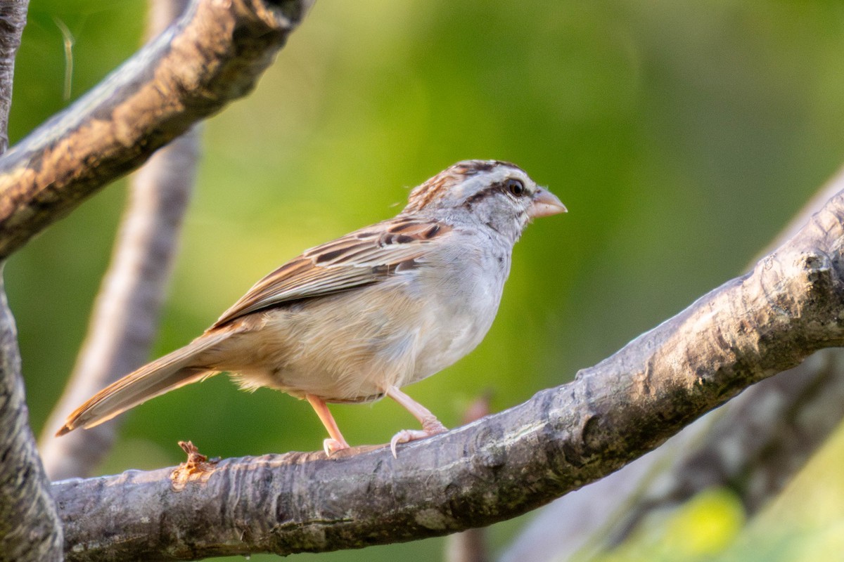 Cinnamon-tailed Sparrow - ML636898710