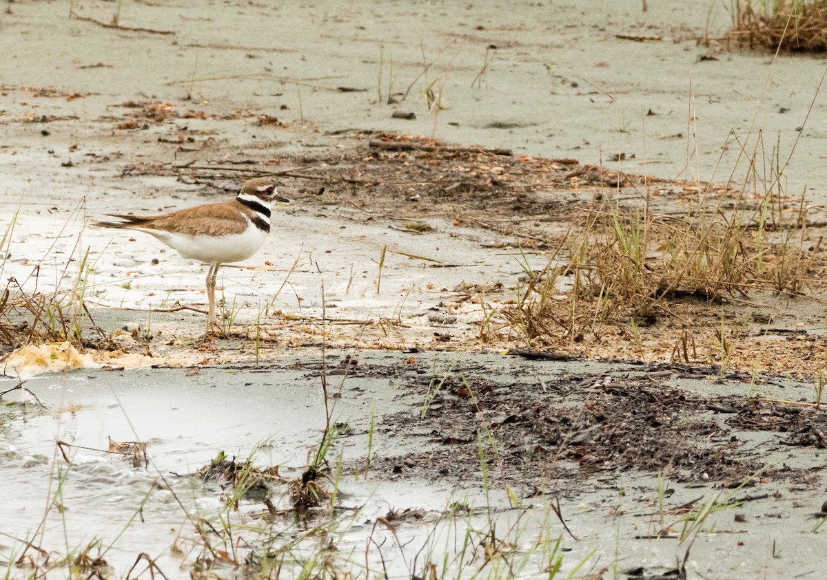 Killdeer - ML636898714