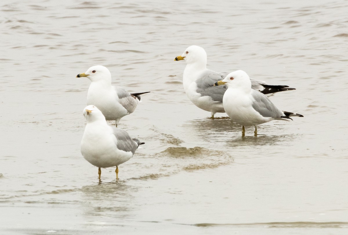 Ring-billed Gull - ML636898724
