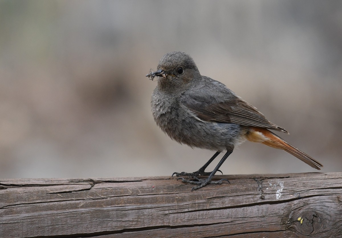 Black Redstart - ML636898734