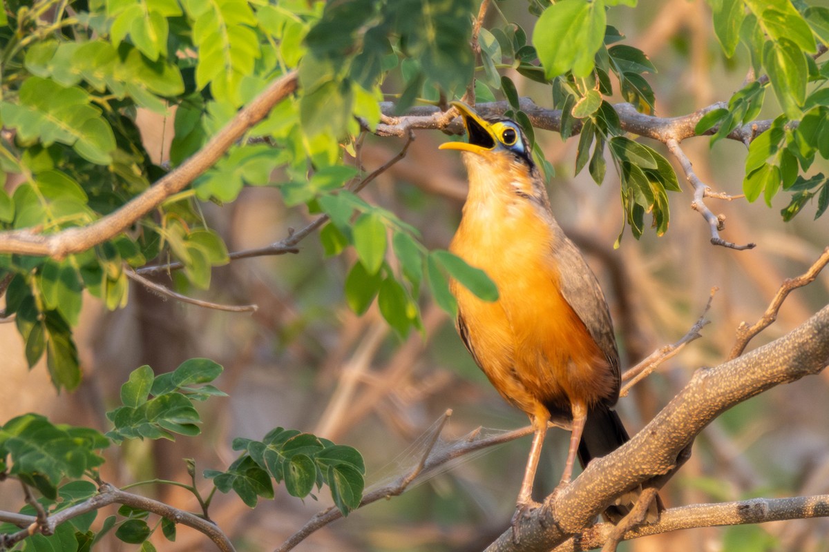 Lesser Ground-Cuckoo - ML636898751