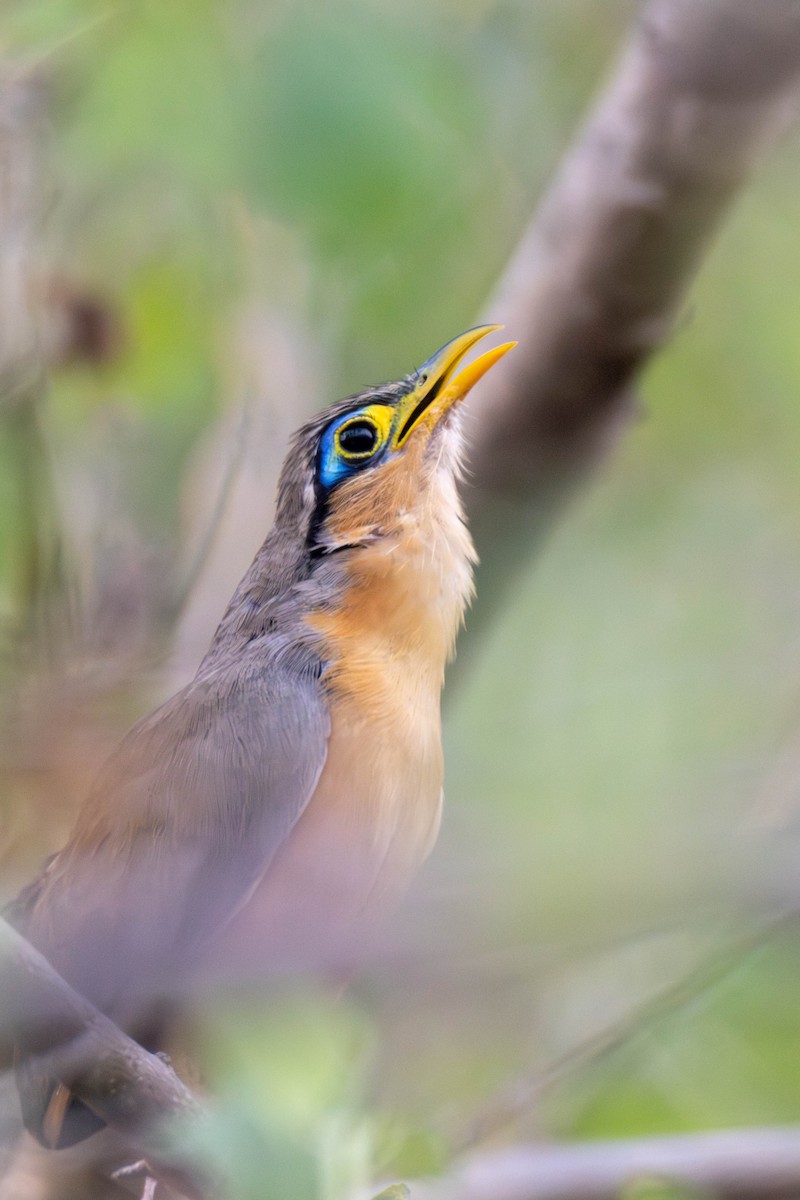 Lesser Ground-Cuckoo - ML636898772