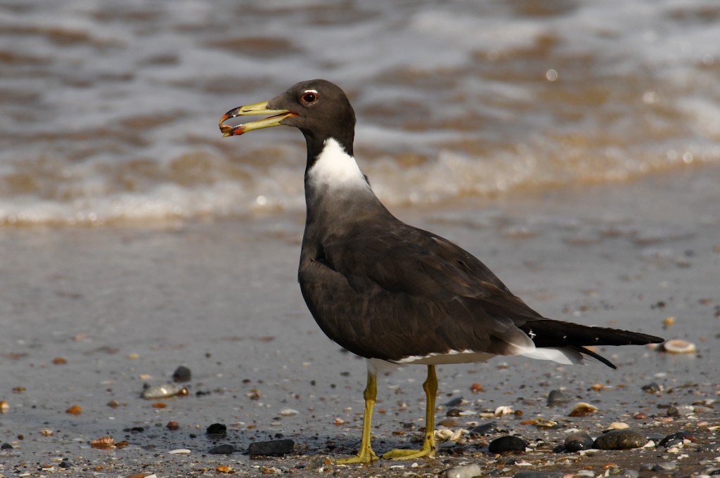 Sooty Gull - ML636898842