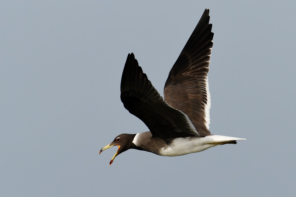 Sooty Gull - ML636898843