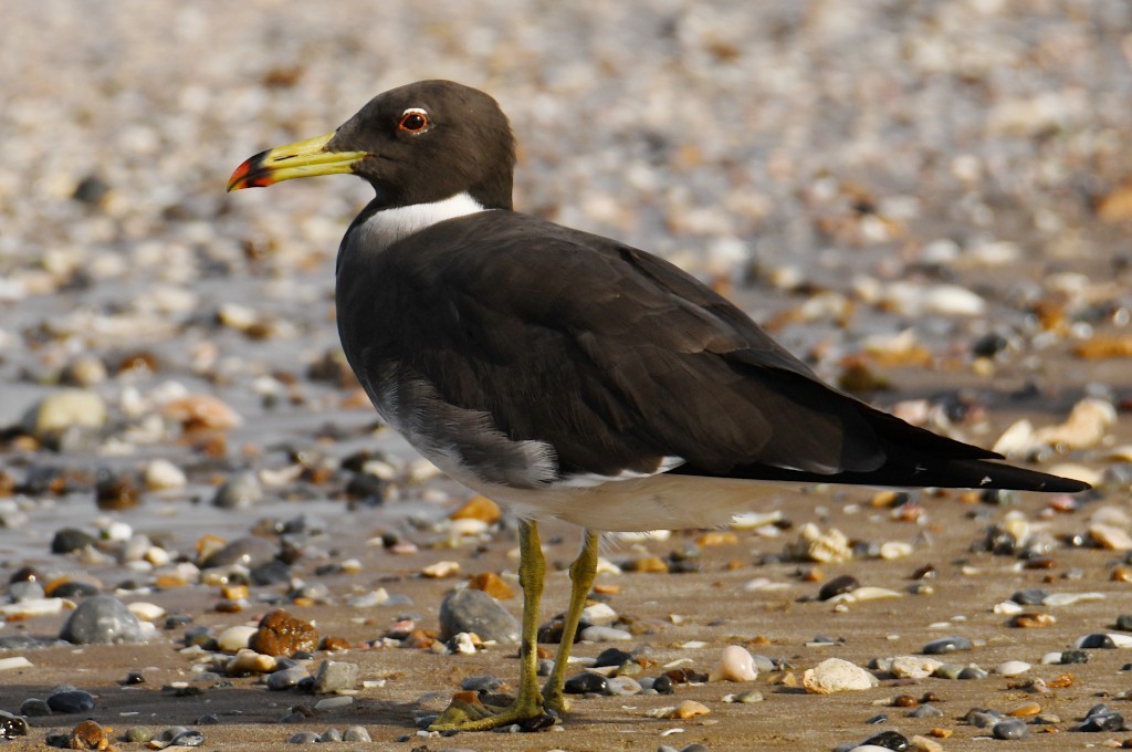 Sooty Gull - ML636898844
