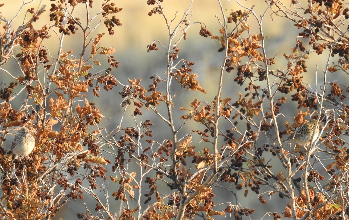 Vesper Sparrow - ML63689901