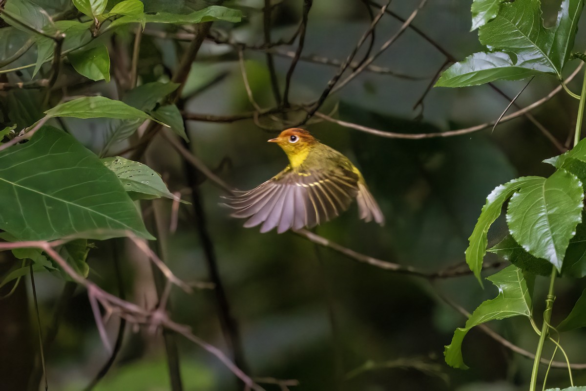 Yellow-breasted Warbler - ML636899203