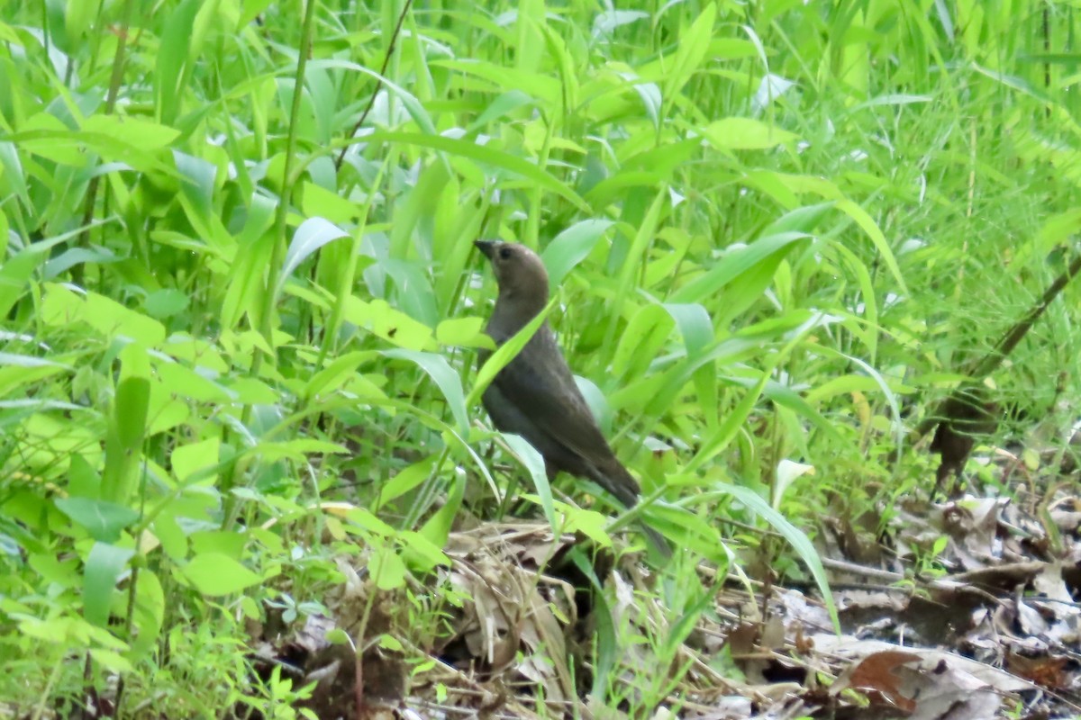 Brown-headed Cowbird - ML636899215
