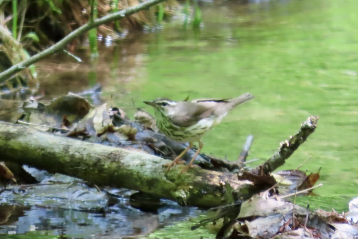 Louisiana Waterthrush - ML636899243