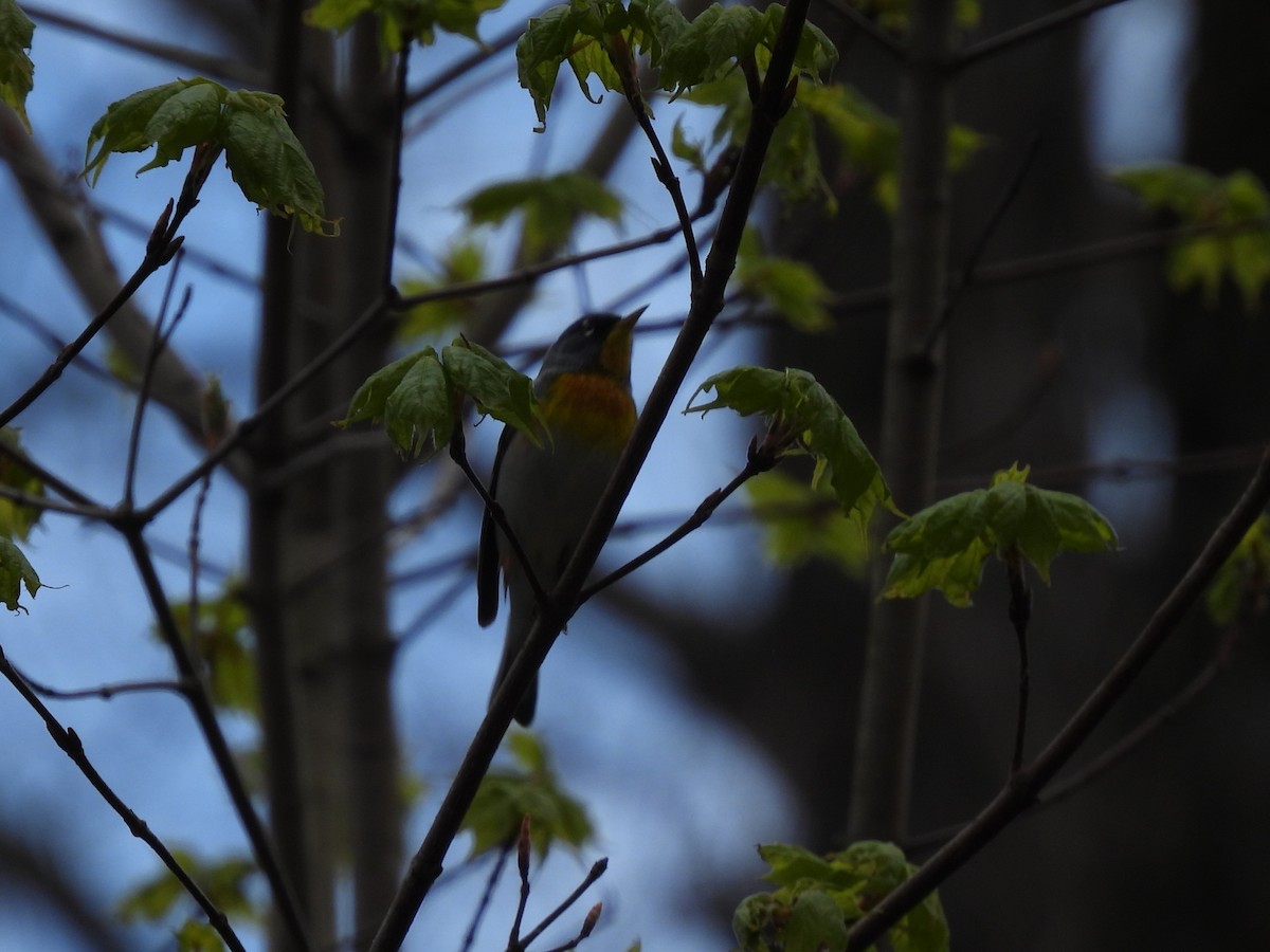 Northern Parula - ML636899262