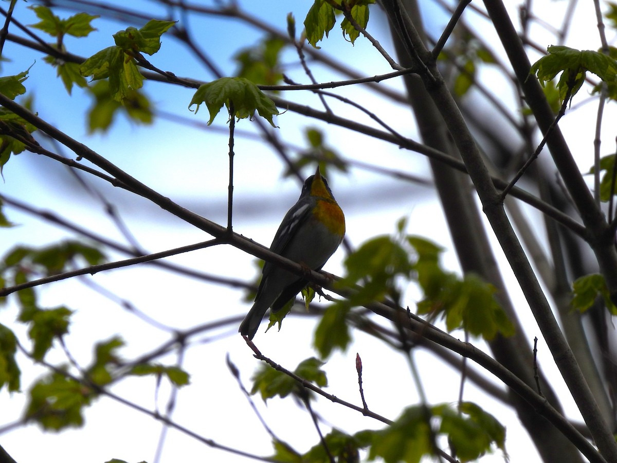 Northern Parula - ML636899263