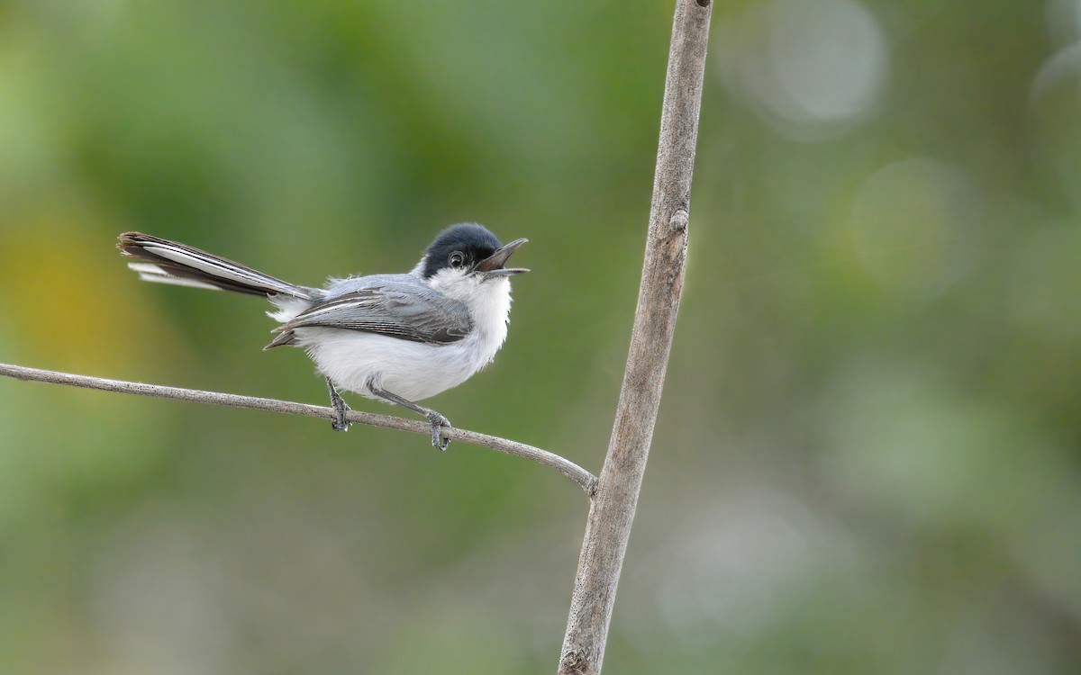 Yucatan Gnatcatcher - ML636899264