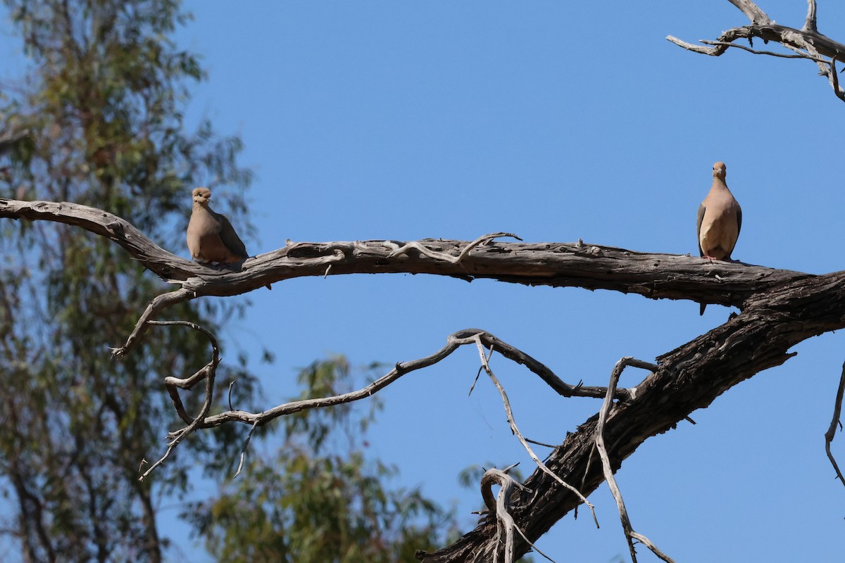 Mourning Dove - ML636899299