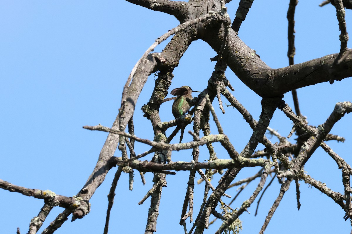 Anna's Hummingbird - ML636899301