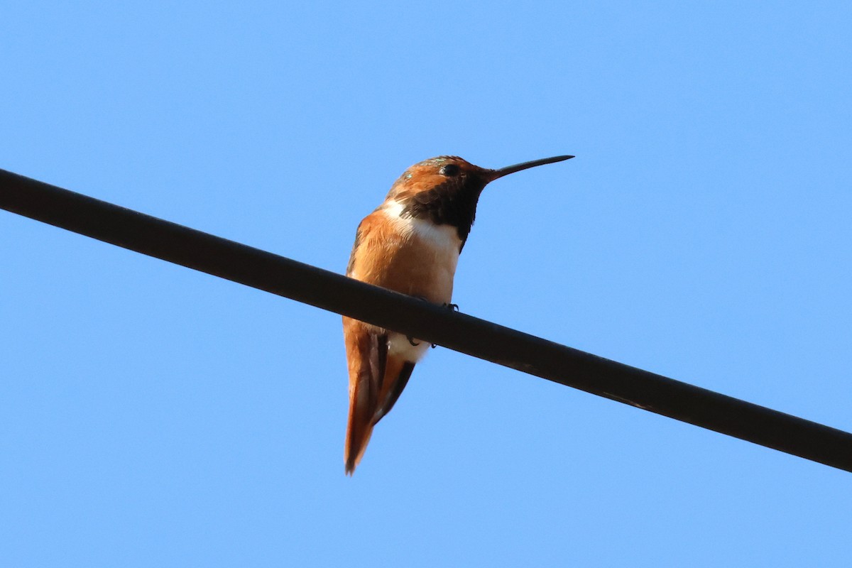 Allen's Hummingbird - ML636899312