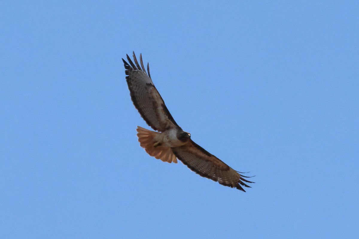 Red-tailed Hawk - ML636899341