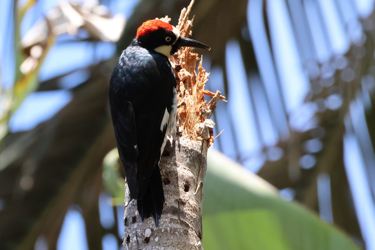 Acorn Woodpecker - ML636899351