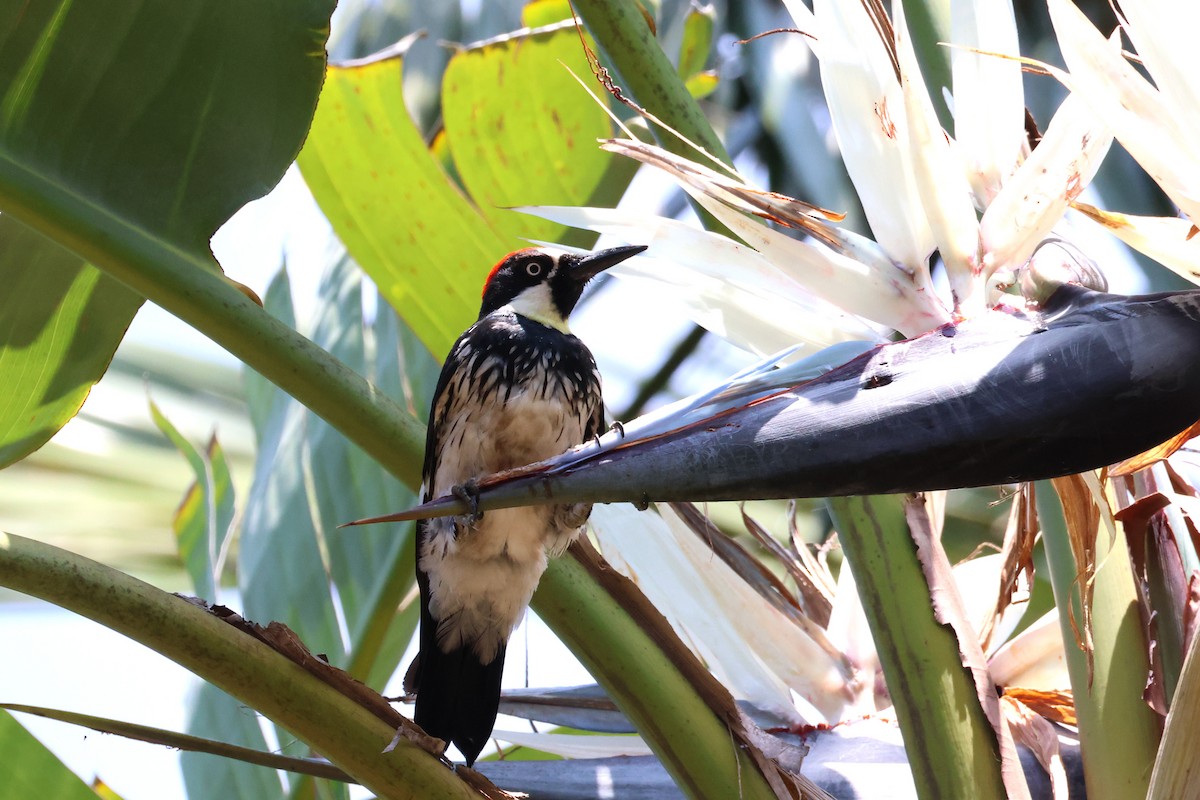 Acorn Woodpecker - ML636899352