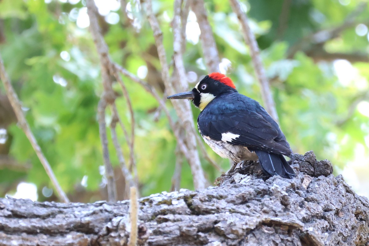 Acorn Woodpecker - ML636899353